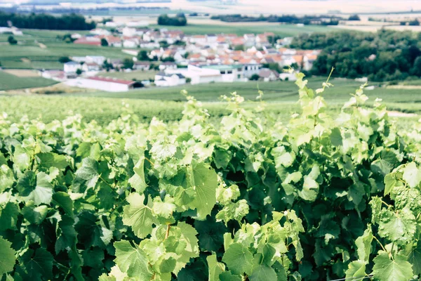 Villedommange Fransa 07 Temmuz 2018 şampanya görünümü üzüm bağları öğleden sonra bir bulutlu gökyüzü altında