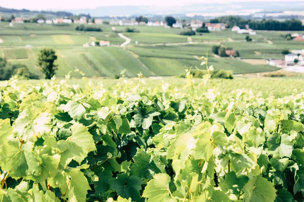 Villedommange Fransa 07 Temmuz 2018 şampanya görünümü üzüm bağları öğleden sonra bir bulutlu gökyüzü altında