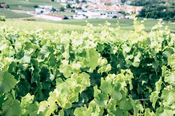 Villedommange Fransa 07 Temmuz 2018 şampanya görünümü üzüm bağları öğleden sonra bir bulutlu gökyüzü altında