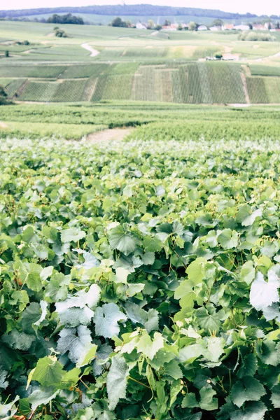 Villedommange Fransa 07 Temmuz 2018 şampanya görünümü üzüm bağları öğleden sonra bir bulutlu gökyüzü altında