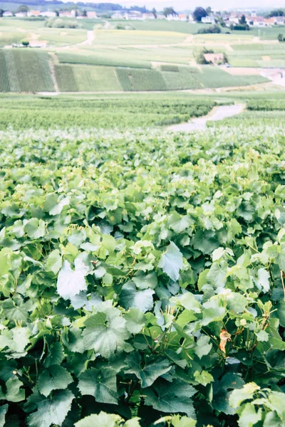 Villedommange Fransa 07 Temmuz 2018 şampanya görünümü üzüm bağları öğleden sonra bir bulutlu gökyüzü altında