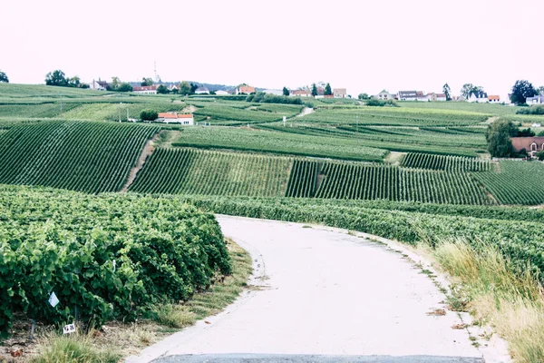 Villedommange Fransa 07 Temmuz 2018 şampanya görünümü üzüm bağları öğleden sonra bir bulutlu gökyüzü altında
