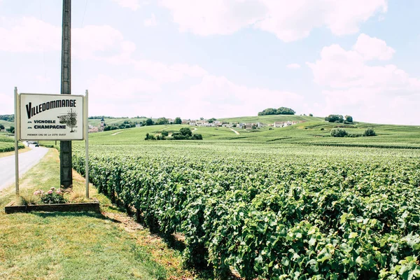 Villedommange Fransa 07 Temmuz 2018 şampanya görünümü üzüm bağları öğleden sonra bir bulutlu gökyüzü altında