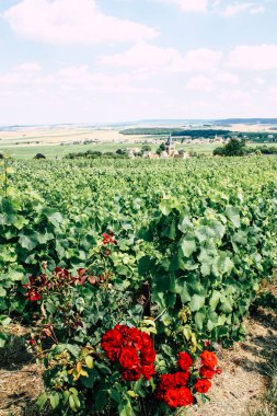 Kırmızı gül görünümünü ön Fransa şampanya alan bir bağ