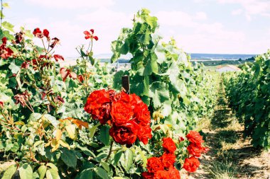 Kırmızı gül görünümünü ön Fransa şampanya alan bir bağ