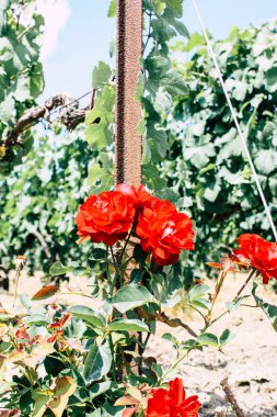 Kırmızı gül görünümünü ön Fransa şampanya alan bir bağ