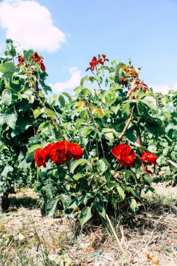 Kırmızı gül görünümünü ön Fransa şampanya alan bir bağ