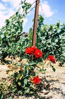 Kırmızı gül görünümünü ön Fransa şampanya alan bir bağ