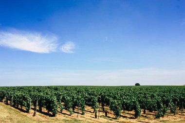 Şampanya, bağ, Fransa, şarap, yeşil, manzara, Doğa, satır, asma, reims, Avrupa, alan, kırsal, hasat, yaz, ağaç, açık, sahne, tarım, hill, kırsal, üzüm, üzüm bağları, bitki, doğal, gökyüzü, yaprak, görünümü, gün