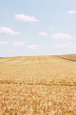 Öğleden sonra bir bulutlu gökyüzü altında şampanya alan kırsal buğday alanında görünümünü