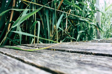 Fransa'da Reims yakınındaki zemin seviyesinden ahşap köprü görünümü