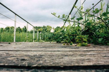 Fransa'da Reims yakınındaki zemin seviyesinden ahşap köprü görünümü