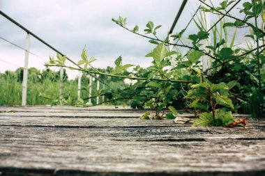 Fransa'da Reims yakınındaki zemin seviyesinden ahşap köprü görünümü