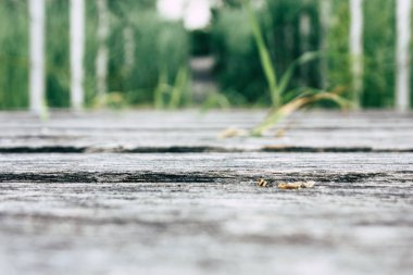 Fransa'da Reims yakınındaki zemin seviyesinden ahşap köprü görünümü