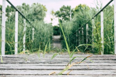 Fransa'da Reims yakınındaki zemin seviyesinden ahşap köprü görünümü