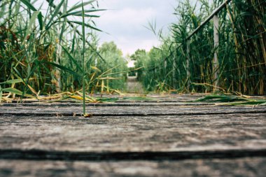 Fransa'da Reims yakınındaki zemin seviyesinden ahşap köprü görünümü