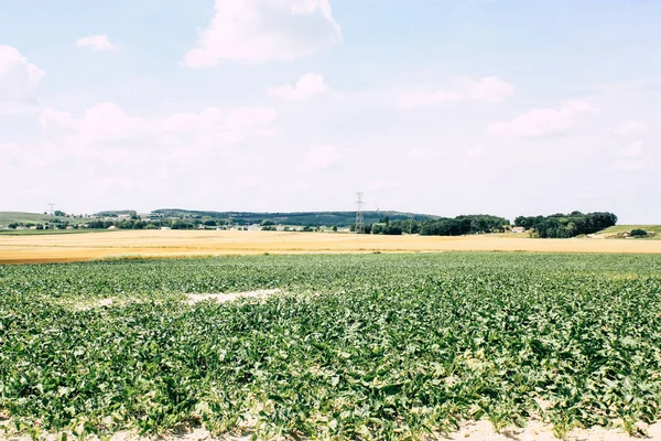 Fransa'da Reims yakınındaki manzara görünümünü