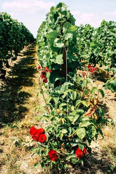 Kırmızı gül görünümünü ön Fransa şampanya alan bir bağ