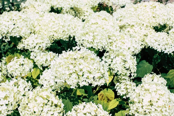 フランス シャンパン地における景観の花観 — ストック写真