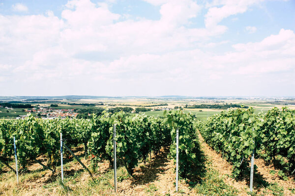 champagne, vineyard, france, wine, green, landscape, nature, row, vine, reims, europe, field, rural, harvest, summer, tree, outdoor, scene, agriculture, hill, countryside, grape, vineyards, plant, scenic, sky, leaf, view, day