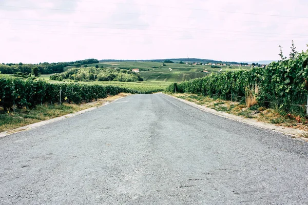 Şampanya, bağ, Fransa, şarap, yeşil, manzara, Doğa, satır, asma, reims, Avrupa, alan, kırsal, hasat, yaz, ağaç, açık, sahne, tarım, hill, kırsal, üzüm, üzüm bağları, bitki, doğal, gökyüzü, yaprak, görünümü, gün