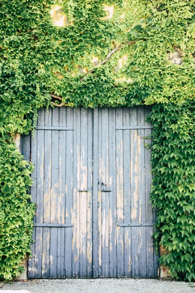 View of a blue wood door and wine plant in Champagne area