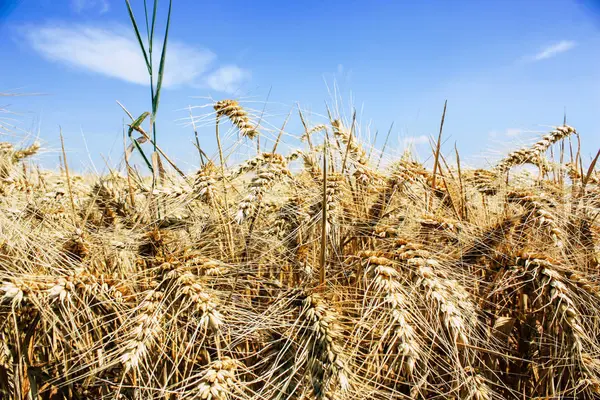 Öğleden sonra bir bulutlu gökyüzü altında şampanya alan kırsal buğday alanında görünümünü