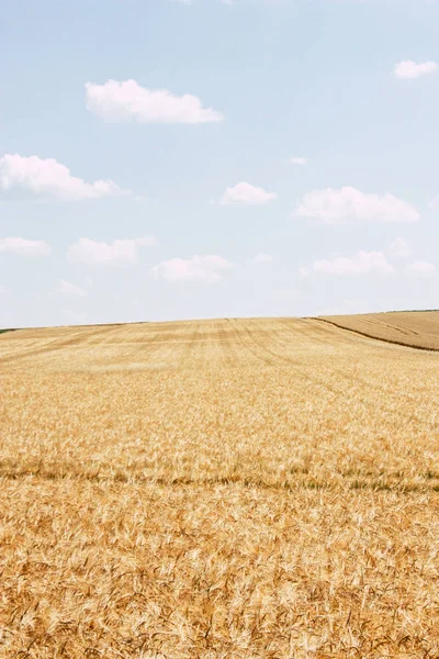 Öğleden sonra bir bulutlu gökyüzü altında şampanya alan kırsal buğday alanında görünümünü
