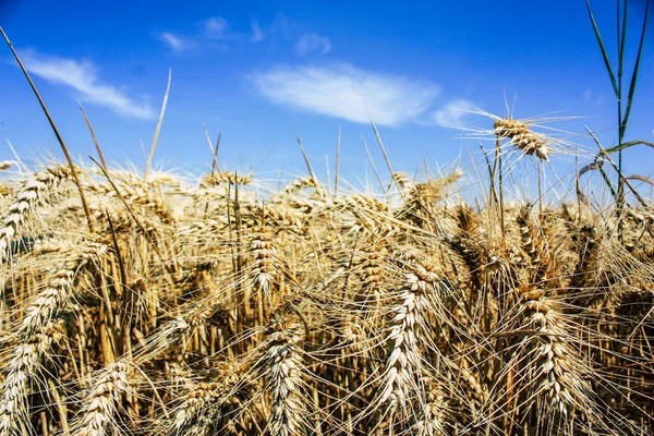 Öğleden sonra bir bulutlu gökyüzü altında şampanya alan kırsal buğday alanında görünümünü