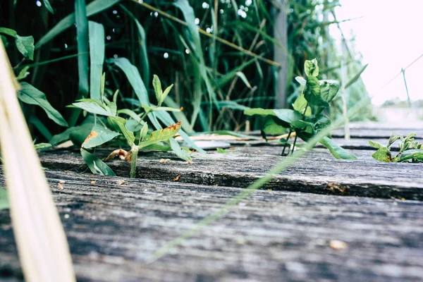 Fransa'da Reims yakınındaki zemin seviyesinden ahşap köprü görünümü