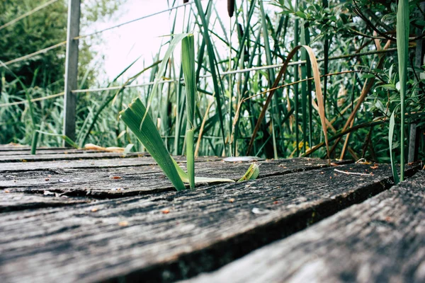 Fransa'da Reims yakınındaki zemin seviyesinden ahşap köprü görünümü