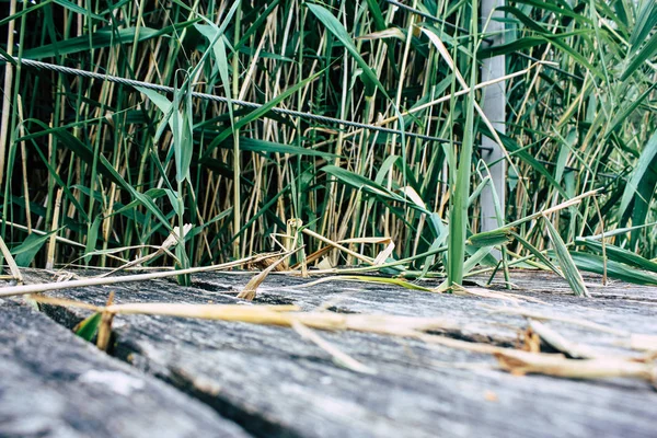 Fransa'da Reims yakınındaki zemin seviyesinden ahşap köprü görünümü