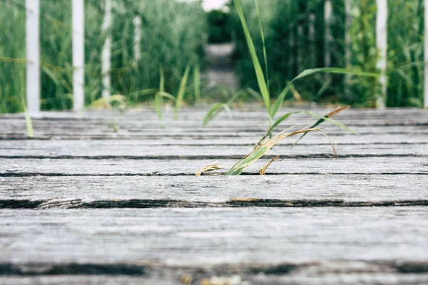 Weergave Van Een Houten Brug Vanaf Begane Grond Buurt Van — Stockfoto