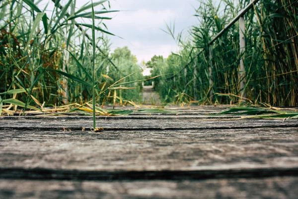 Fransa'da Reims yakınındaki zemin seviyesinden ahşap köprü görünümü