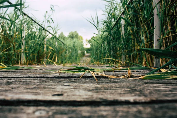 Fransa'da Reims yakınındaki zemin seviyesinden ahşap köprü görünümü