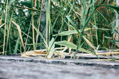 Fransa'da Reims yakınındaki zemin seviyesinden ahşap köprü görünümü