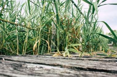 Fransa'da Reims yakınındaki zemin seviyesinden ahşap köprü görünümü