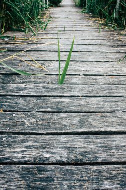 Fransa'da Reims yakınındaki zemin seviyesinden ahşap köprü görünümü