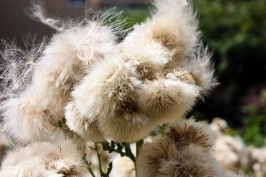 Fransa'da bir tarlada çiçekler ile closeup