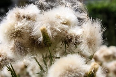 Fransa'da bir tarlada çiçekler ile closeup