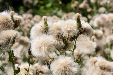 Fransa'da bir tarlada çiçekler ile closeup