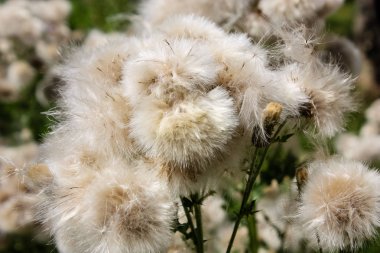 Fransa'da bir tarlada çiçekler ile closeup