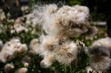 Fransa'da bir tarlada çiçekler ile closeup