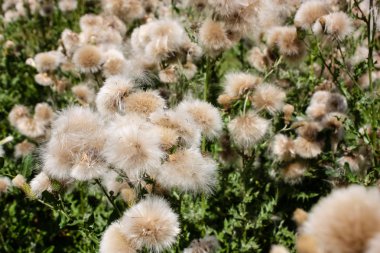 Fransa'da bir tarlada çiçekler ile closeup
