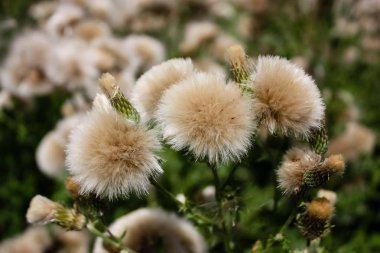 Fransa'da bir tarlada çiçekler ile closeup