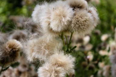 Fransa'da bir tarlada çiçekler ile closeup