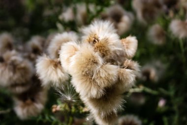 Fransa'da bir tarlada çiçekler ile closeup