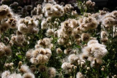 Fransa'da bir tarlada çiçekler ile closeup