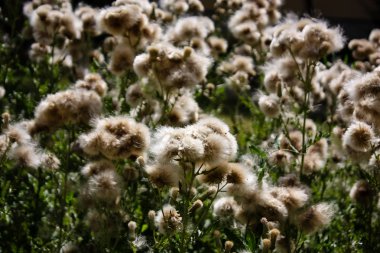 Fransa'da bir tarlada çiçekler ile closeup