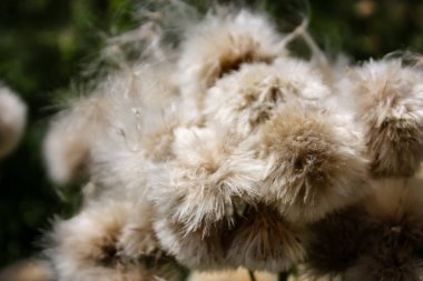 Fransa'da bir tarlada çiçekler ile closeup